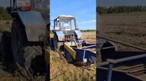 Уборка картофеля МТЗ 82.1 с копалкой