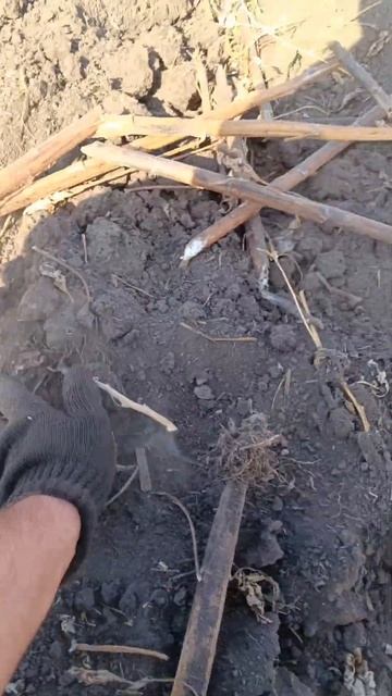 Дісковка соняшника під пшеницю агд МТЗ смотреть онлайн