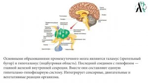 Первый блок мозга