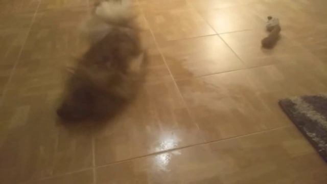 Шпиц барни после купания