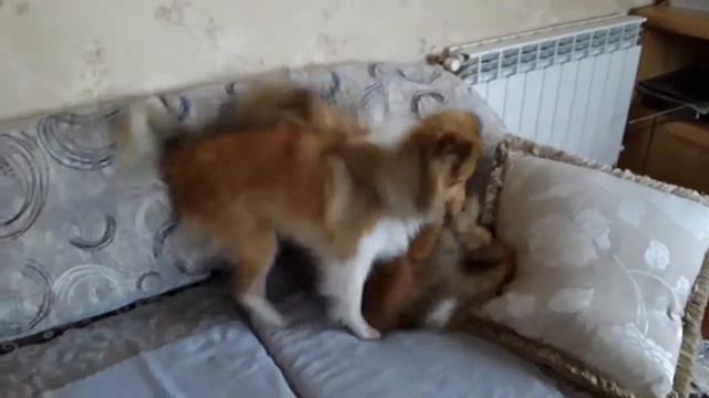 Бесилки шелтят. Листик и Дэля. 29.01.18 смотреть онлайн