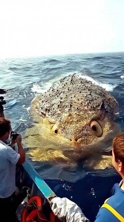 Загадочное игольчатое морское существо встретили рыбаки