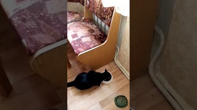 Дождь. Население не любит . Они мокли под ливнями в бездомной жизнии,когда негде было согреться.
