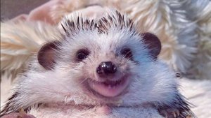 Ежики Ёжики