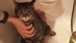 моем нашего кота. сидит смирно? упало полотенце шапмун