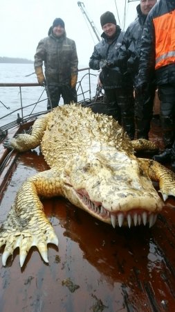 Морское чудовище похожее на крокодила на палубе: забавная и неожиданная встреча в море