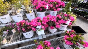 Город Ронер Парк. Магазин Home Depot. Калифорния. 2 часть.