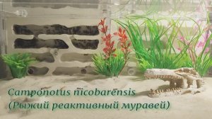 Camponotus nicobarensis. Муравьиная ферма "Белый Дом"