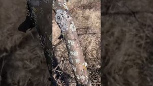 Побелка деревьев краскопультом