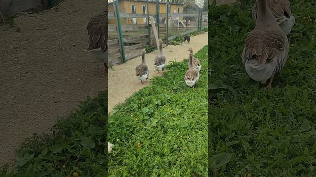 Кошечка Лапа на охоте. Гуси на прогулке.