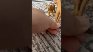 Жизнь львов часть l