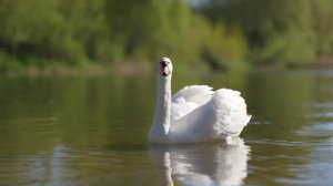 Автофокус при видеосъёмке Sirui Aurora 85mm f/1.4 FF AF
