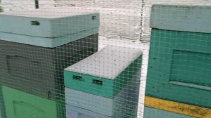 Простая защита ульев от птиц