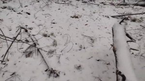 ЗАЯЦ. Тропы, следы, где живёт, что ест. Охота на зайца пе