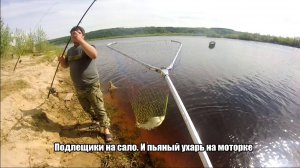 Подлещики на сало