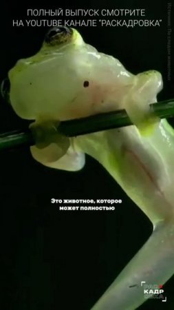 Голубая кровь и хрустальная лягушка

Полный выпуск смотрите на канале "Раскадровка"