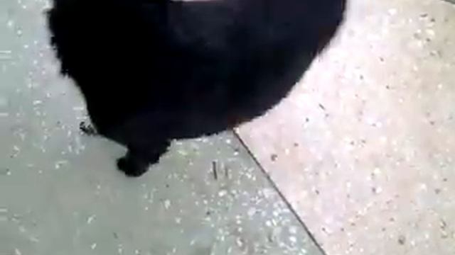 Милое животное Funny dog смотреть онлайн