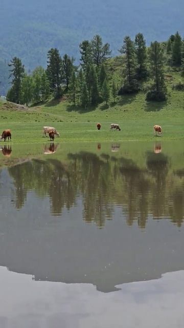 Алтайские красоты. Село Тихонькая.