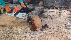 Обзор и тест  цепи-Sturm! Professional на бензопиле STIHL MS 231.👍🔥