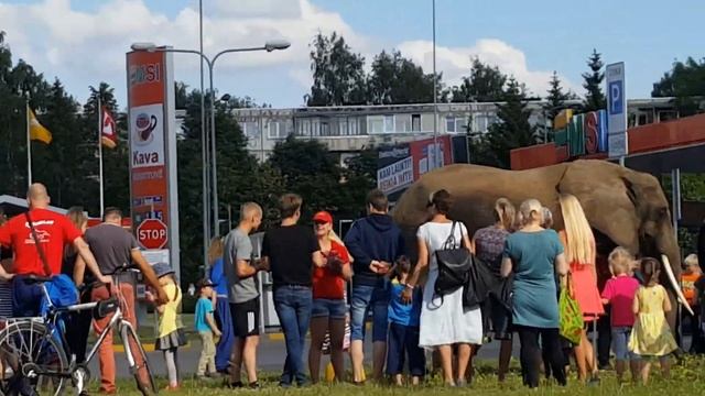 Из цирка сбежал слон погулять из Panevezys смотреть онлайн