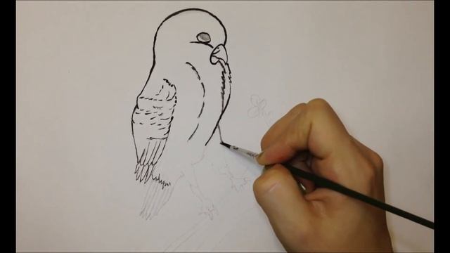 Рисуем попугая [How to draw a parrot] смотреть онлайн