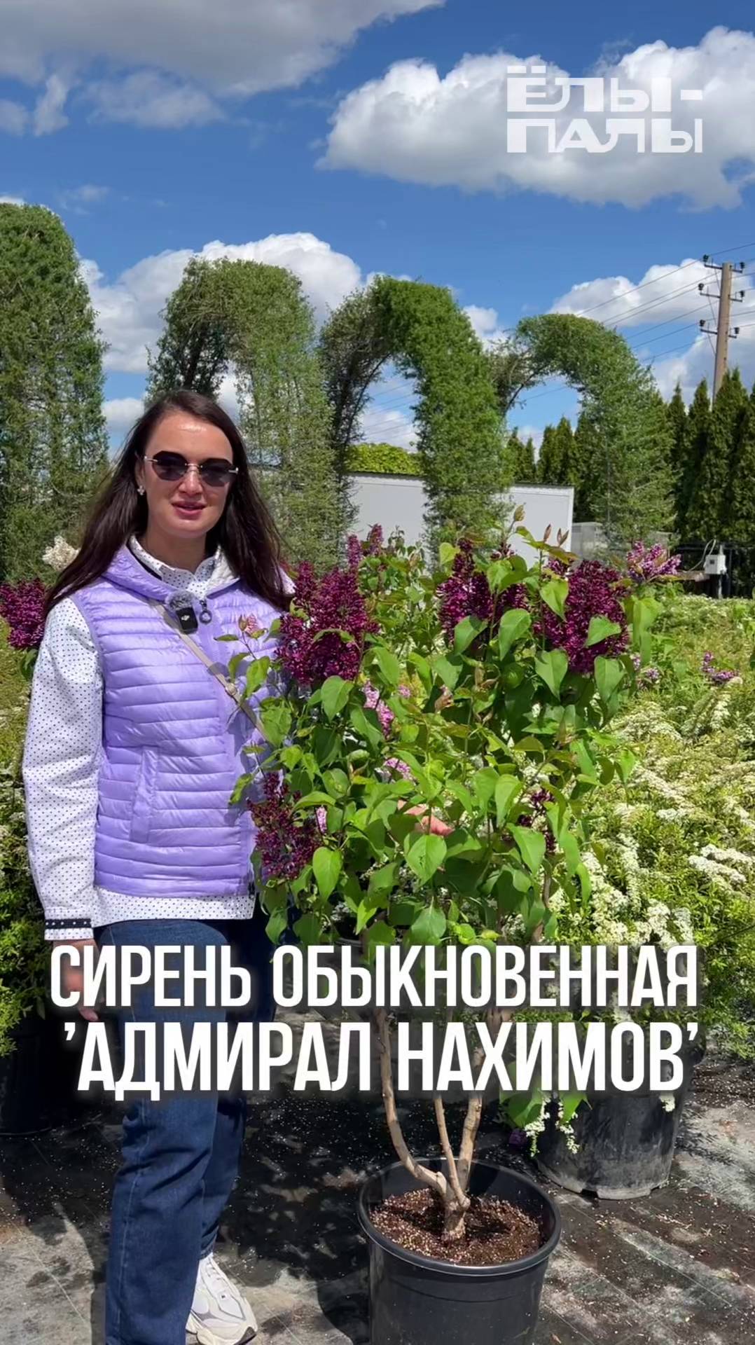 Сирень обыкновенная `Адмирал Нахимов` РС Обзор сорта в питомнике ЁЛЫ-ПАЛЫ
