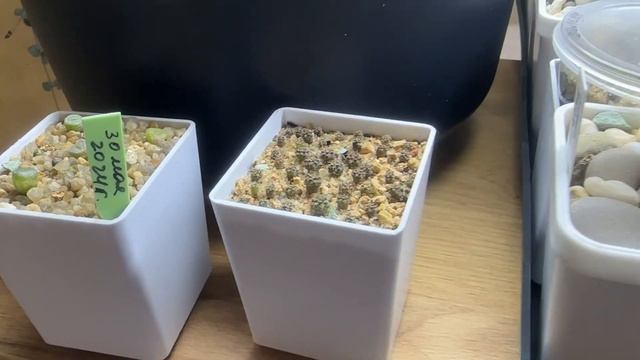 Последнее видео уходящего года..Растения на полке,лит? смотреть онлайн