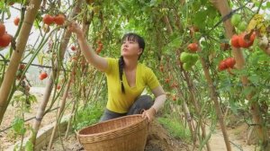 Как собирают помидоры во Вьетнаме. Потом продаем на деревенском рынке.
