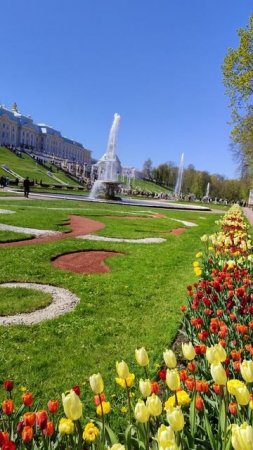 Петергоф в тюльпанах 19.05.25.