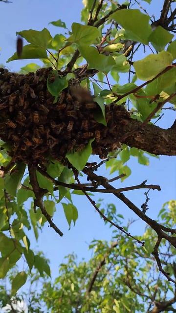 Краснодарский край. Остатки пчелиного роя на ветке. 