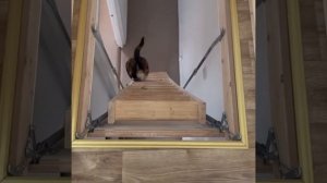 Толстый кот спускается по лестнице