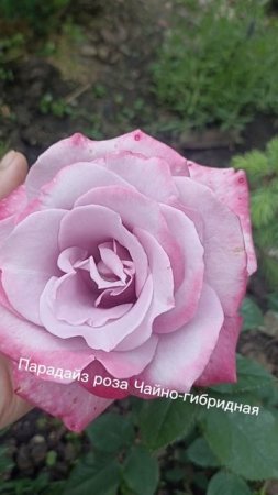 Парадайз роза чайно гибридная