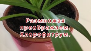 Хлорофитрум.
Размножая преображаем!