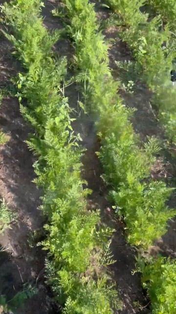 #морковка #морковь #ферма #опрыскивание #опрыскиватель смотреть онлайн