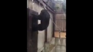 Шок! Обезьяна стучит в дверь! Мем!