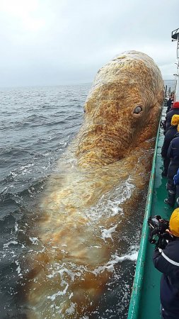 Гигантского осьминога повстречали в море рыбаки