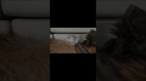 подборка котиков