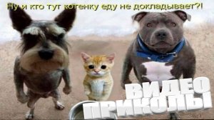 ВИДЕОПРИКОЛЫ С ХВОСТАТЫМИ \ КОТИКИ СОБАЧКИ \ СМЕШНАЯ ПОДБОРКА ЖИВОТНЫХ 2025 \ САМОЕ НОВОЕ