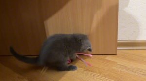 Играем с новой ИГРУШКОЙ под столом! Моя оператрица - самая лучшая, ловит интересный моменты для вас!