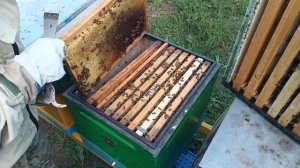 КАК ВЗЯТЬ МЁД С АКАЦИИ ? - не чего не делая!