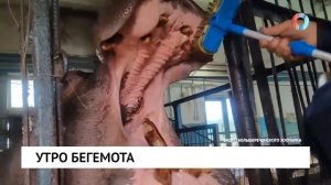 Утро бегемота