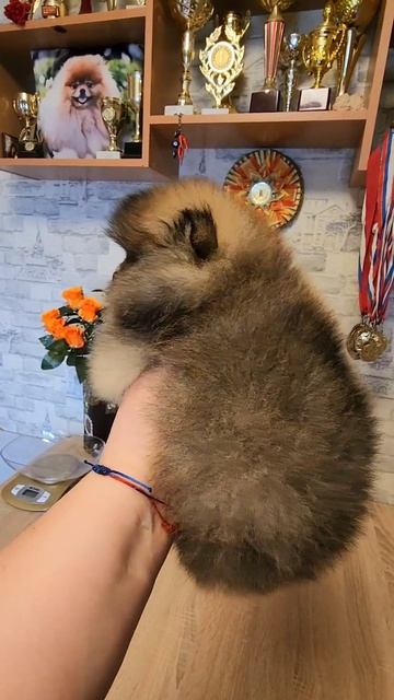 Шпиц померанский щенки.Племенной питомник РКФ- FCI Солнечная Коллекция