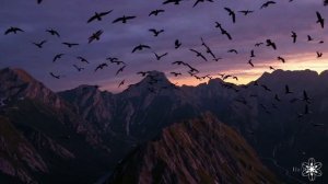 Птицы | Cover | Юля Паршута & Edel Weiss 🕊️✨