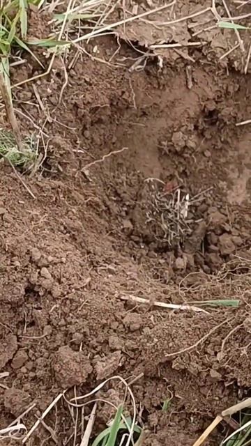 Нашёл серебряное кольцо! 👍👍👍 #металлоискатель #коп смотреть онлайн