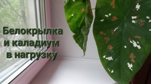 318. Цветы: Белокрылка и каладиум в нагрузку.