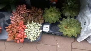 ОБЗОР комнатных растений в ОБИ. ЦВЕТОЧКИ.