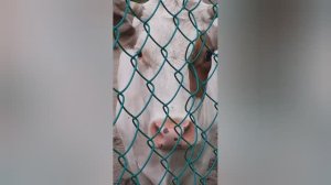 Интересная встреча во время прогулки
