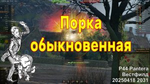 Порка обыкновенная. P44 Pantera. Вестфилд. 20250418 2031.