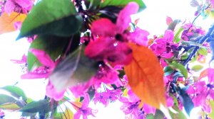 сакура, flowers of the Apple's trees 🌺🌺🌺 сакура, яблони цветы, весна