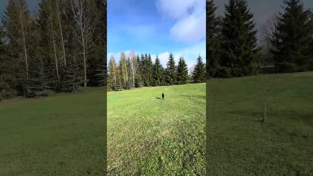 ✅Арчик любит гонять мяч по полю✅ смотреть онлайн